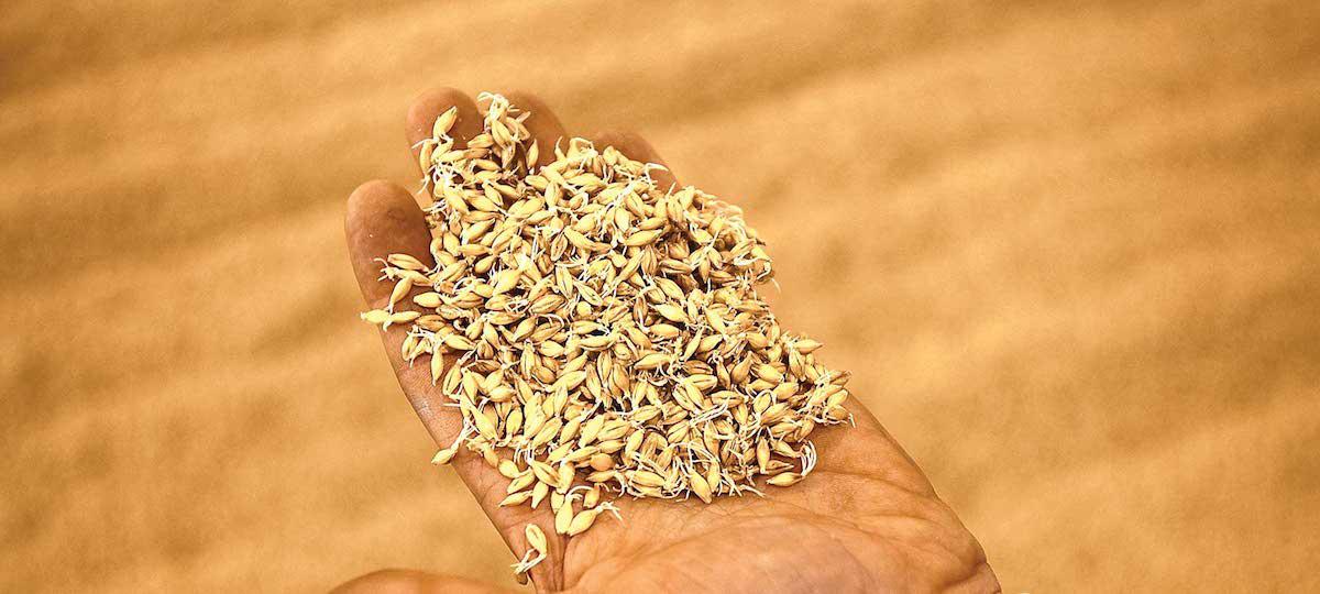 Malt Your Own Barley Craft Beer & Brewing